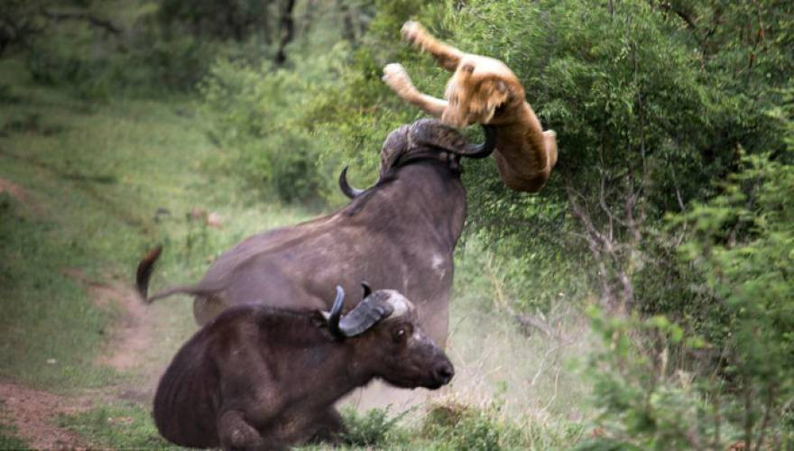 Μάχη επιβίωσης στην ζούγκλα: Λιοντάρι εναντίον βούβαλου (βίντεο)